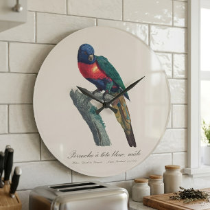 Regenbogenlori Männchen, Trichoglossus moluccanus Große Wanduhr