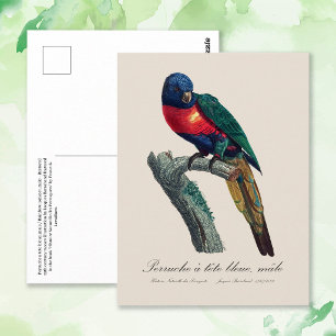 Regenbogenlori Männchen, Trichoglossus moluccanus Postkarte