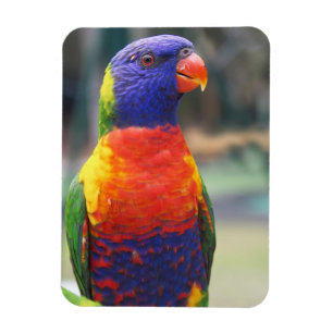 Regenbogenlori (Trichoglossus haematodus 2 Magnet