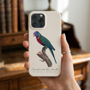 Regenbogenlori-Weibchen, Trichoglossus moluccanus Case-Mate iPhone Hülle