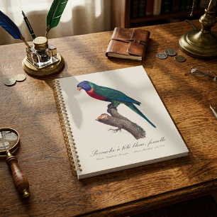 Regenbogenlori-Weibchen, Trichoglossus moluccanus Planer