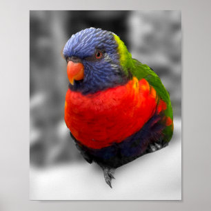 Regenbogenlorikit poster