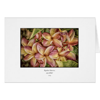 Regenbogenplumeria-leere Karte