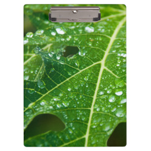 Regenfälle auf dem tropischen Grünpapayasailef Klemmbrett