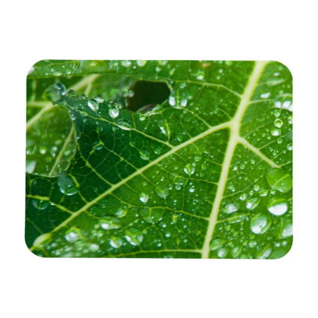 Regenfälle auf dem tropischen Grünpapayasailef Magnet (Horizontal)