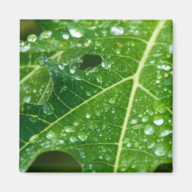 Regenfälle auf dem tropischen Grünpapayasailef Magnet (Vorne)