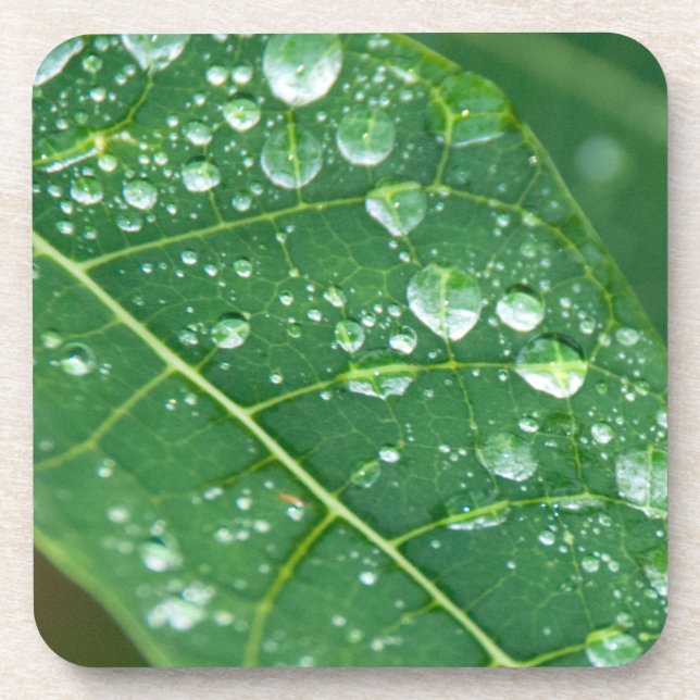 Regenfälle auf Papaya-Leaf Untersetzer (Vorderseite)