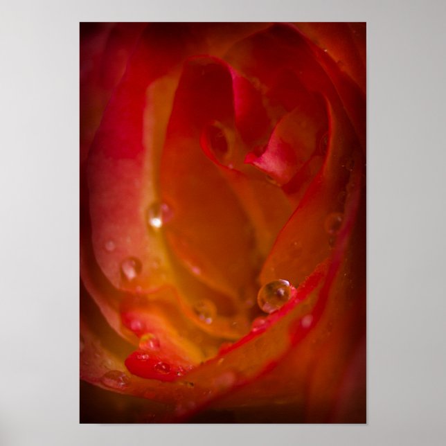 Regenfälle auf Rose 4 Poster (Vorne)