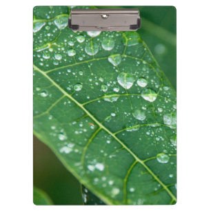 Regenfälle auf tropischem Papaya-Leaf Klemmbrett