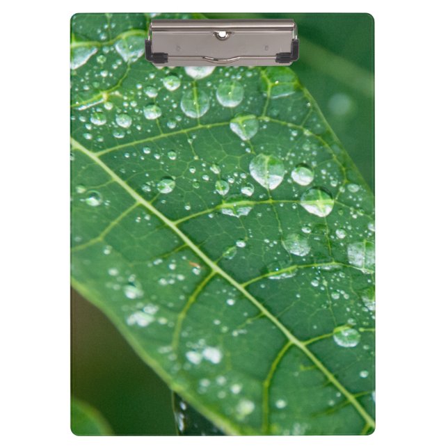 Regenfälle auf tropischem Papaya-Leaf Klemmbrett (Vorderseite)