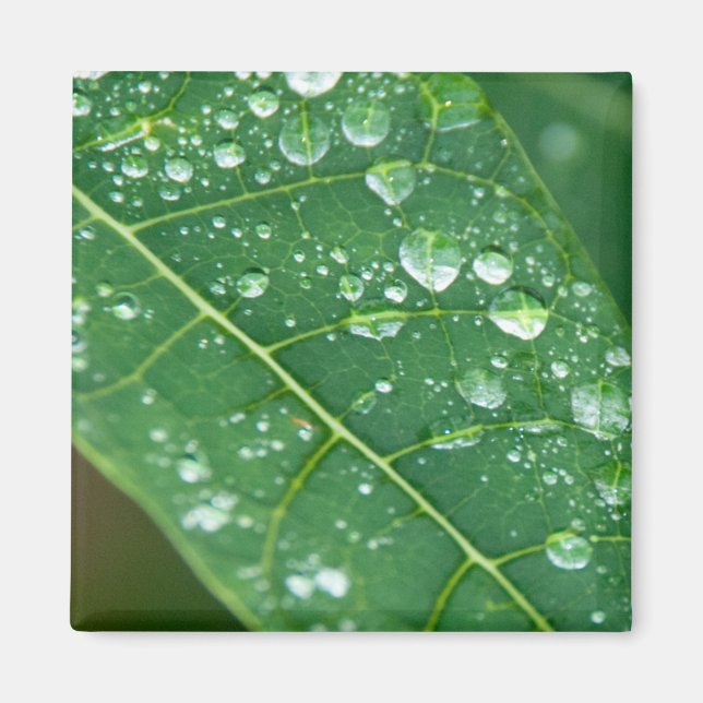 Regenfälle auf tropischem Papaya-Leaf Magnet (Vorne)
