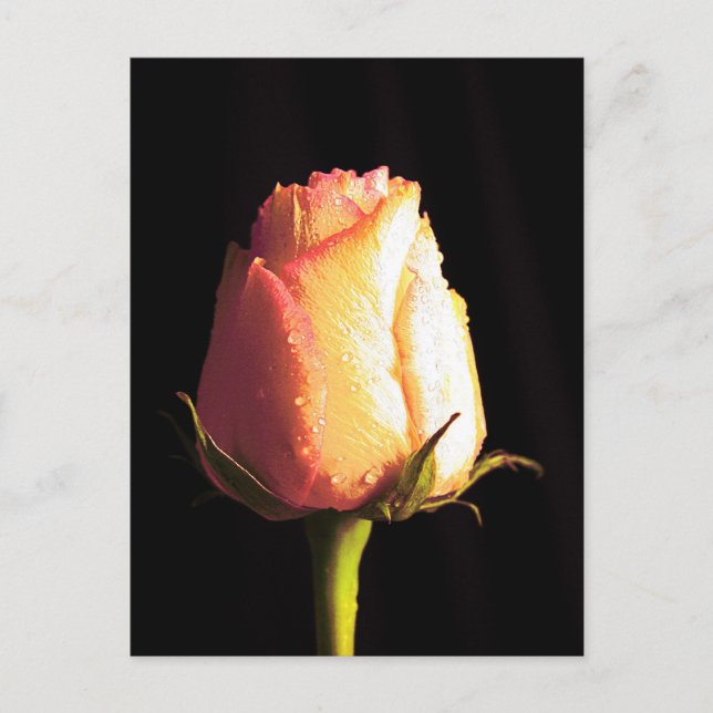 Regenkuss Postkarte (Vorderseite)