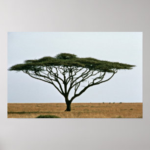 Regenschirm-Dornen-Akazien-Baum Poster