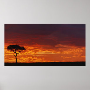 Regenschirm Thorn Acacia, Acacia tortilis, 2 Poster