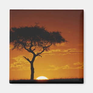 Regenschirm Thorn Acacia, Acacia tortilis, Magnet