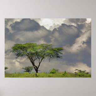 Regenschirm Thorn Acacia, Acacia tortilis und 2 Poster