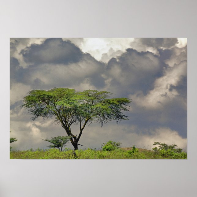 Regenschirm Thorn Acacia, Acacia tortilis und 2 Poster (Vorne)