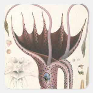 Regenschirm-Tintenfisch, Vintage Meeresleben Tiere Quadratischer Aufkleber