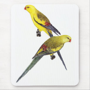 Regent Parrot Pair - Polytelis anthopeplus Mousepad