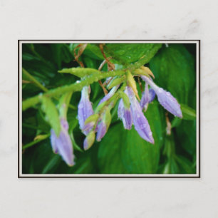 Regentagsgarten Postkarte