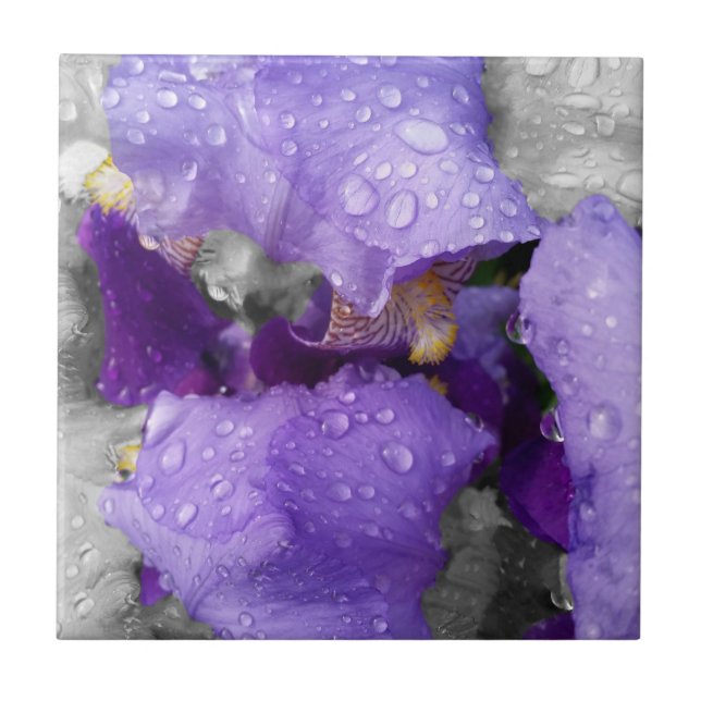 Regentropfen an Iris Fliese (Vorderseite)