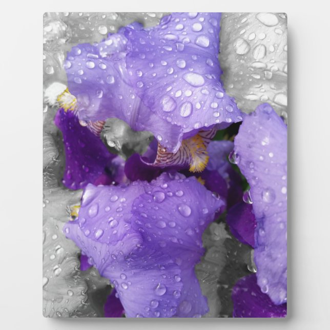 Regentropfen an Iris Fotoplatte (Vorderseite)