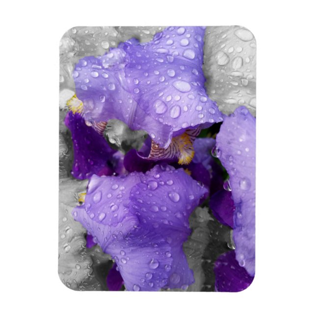Regentropfen an Iris Magnet (Vertikal)