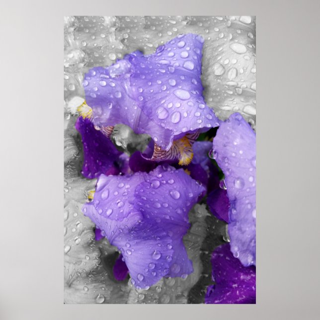 Regentropfen an Iris Poster (Vorne)
