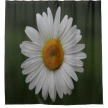 Regentropfen auf Blumenblättern