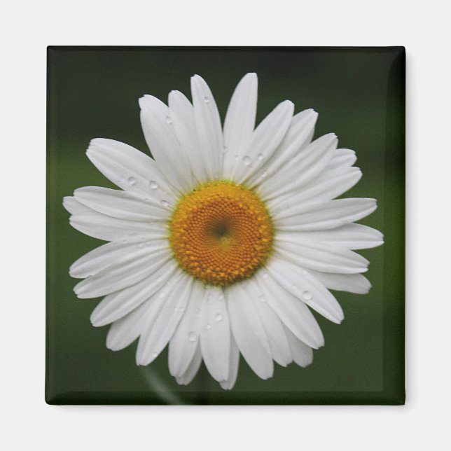 Regentropfen auf Blumenblättern Magnet (Vorne)