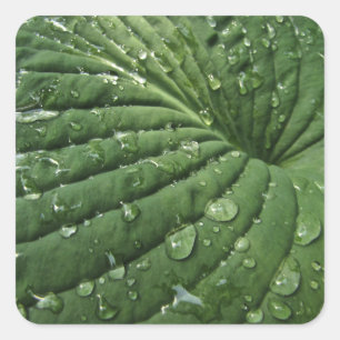 Regentropfen auf Hosta-Blatt-Aufklebern Quadratischer Aufkleber