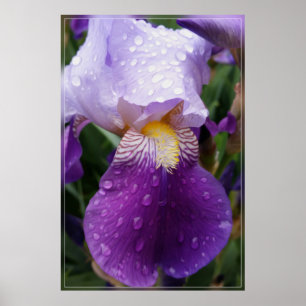 Regentropfen auf Iris Poster