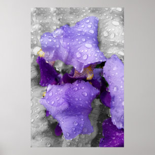 Regentropfen auf Iris Poster
