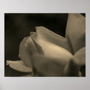 Regentropfen auf Rosenknospe in Sepia-Tönung Poster