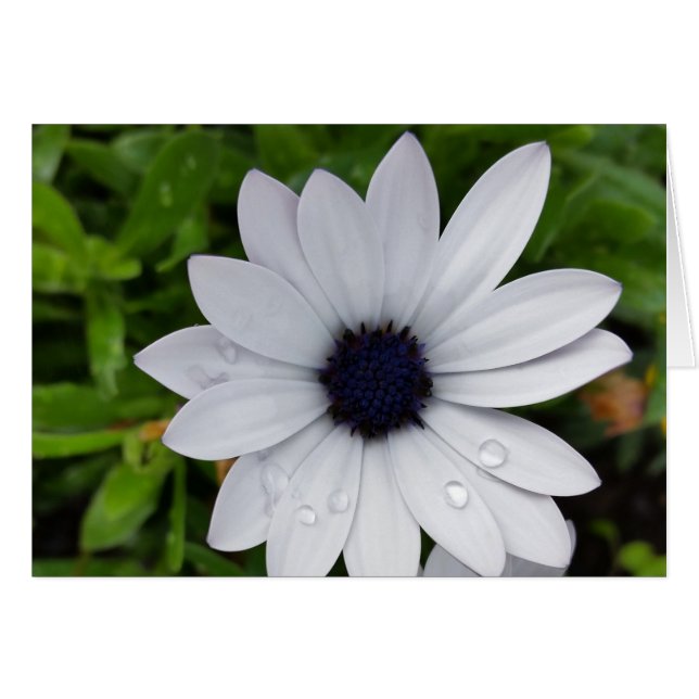 Regentropfen auf weiß (Vorderseite (Horizontal))