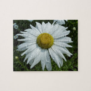 Regentropfen auf Wildblumen-Daisy II Floral