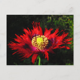 Regentropfen Postkarte