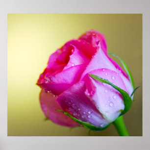 Regentropfenküsse der Natur auf einer rosa Rose Poster