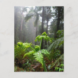 Regenwald-Blätter mit Tau-Tröpfchen-Postkarte Postkarte