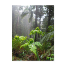 Regenwald-Blätter mit Tau-Tröpfchen-Postkarte