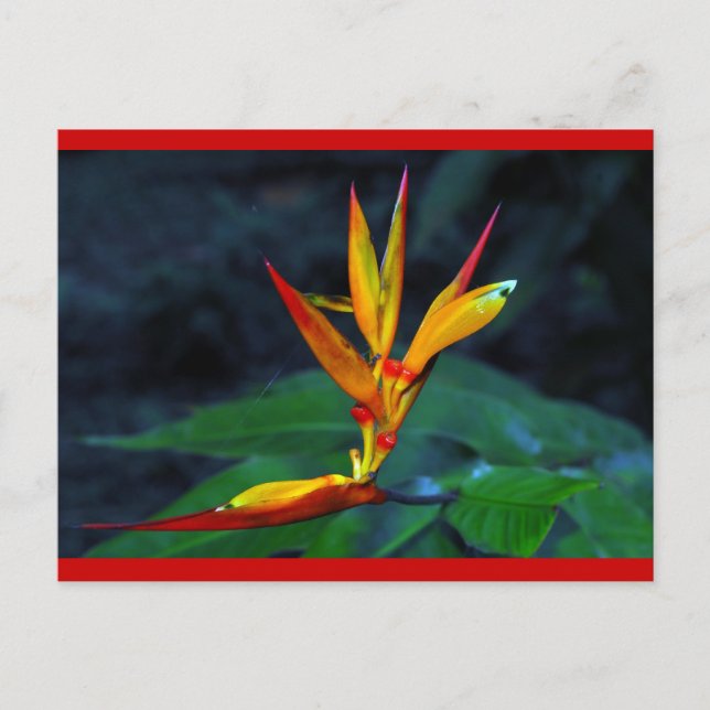 Regenwald-Blüte Feiertagspostkarte (Vorderseite)