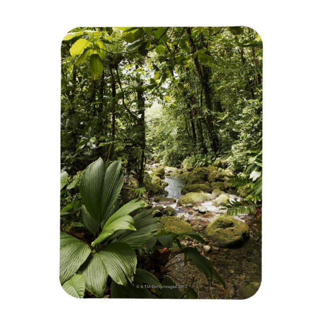 Regenwald, Dominica Magnet (Vertikal)