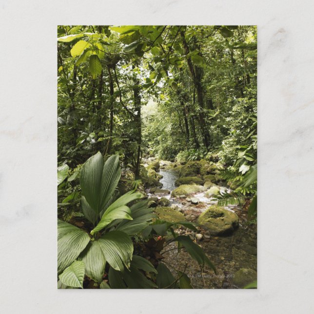 Regenwald, Dominica Postkarte (Vorderseite)