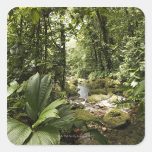 Regenwald, Dominica Quadratischer Aufkleber