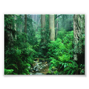 Regenwald-Foto Fotodruck