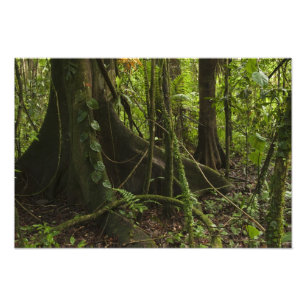 Regenwald, Mapari Fluss Nord Rupununi, Fotodruck