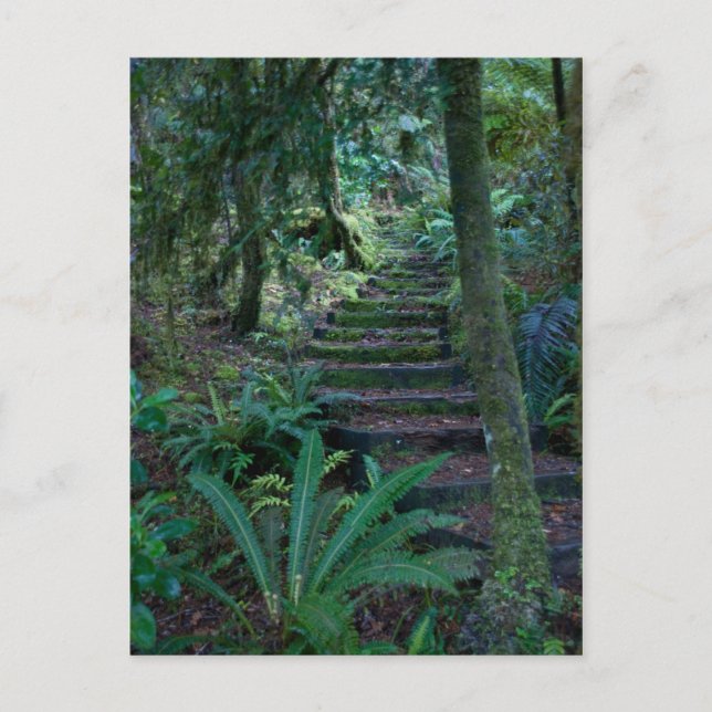 Regenwald Postkarte (Vorderseite)