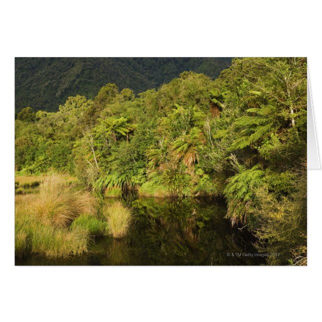 Regenwald, Südinsel, Neuseeland (Vorderseite (Horizontal))