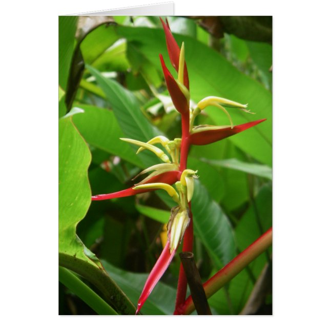 Regenwald Tropicals (Vorne)