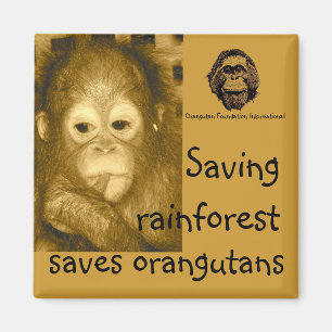 Regenwald u. Orang-Utans Magnet